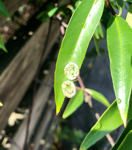Load image into Gallery viewer, Peridot cluster stud earrings: August birthstone Jewelry